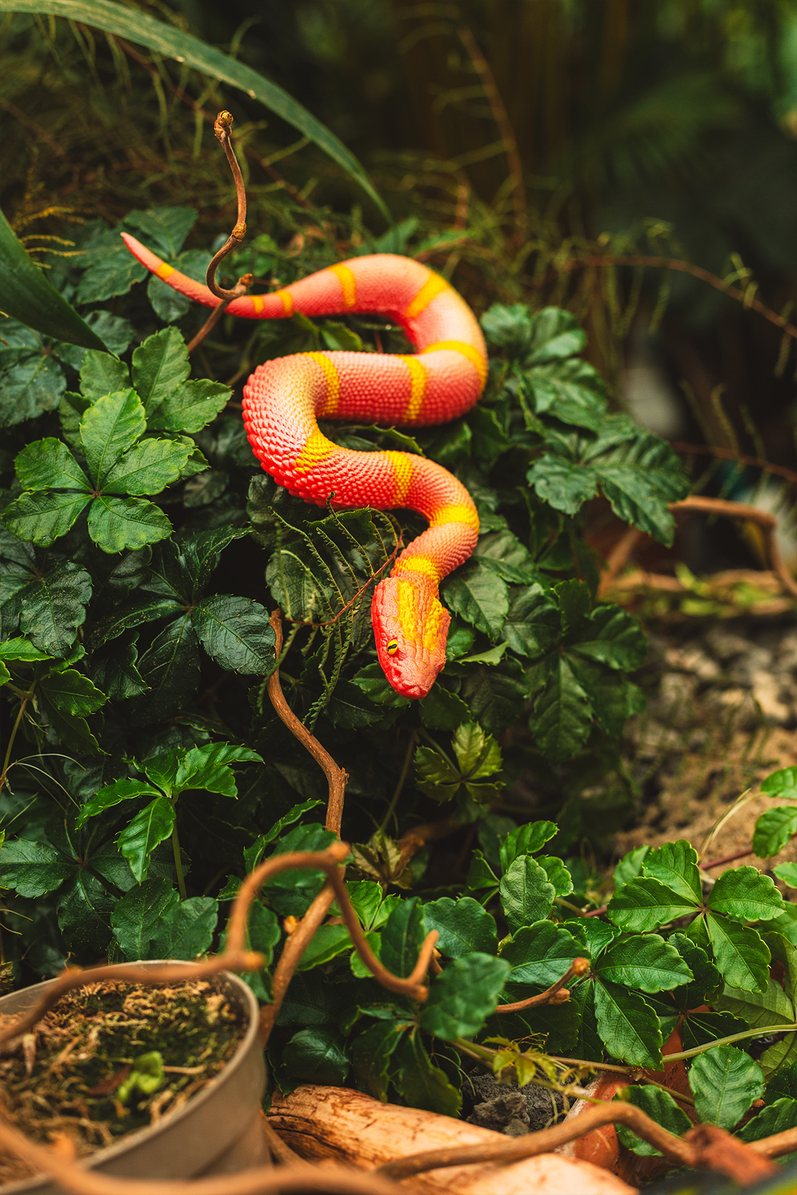 Grüne Buschviper - Atheris squamigera