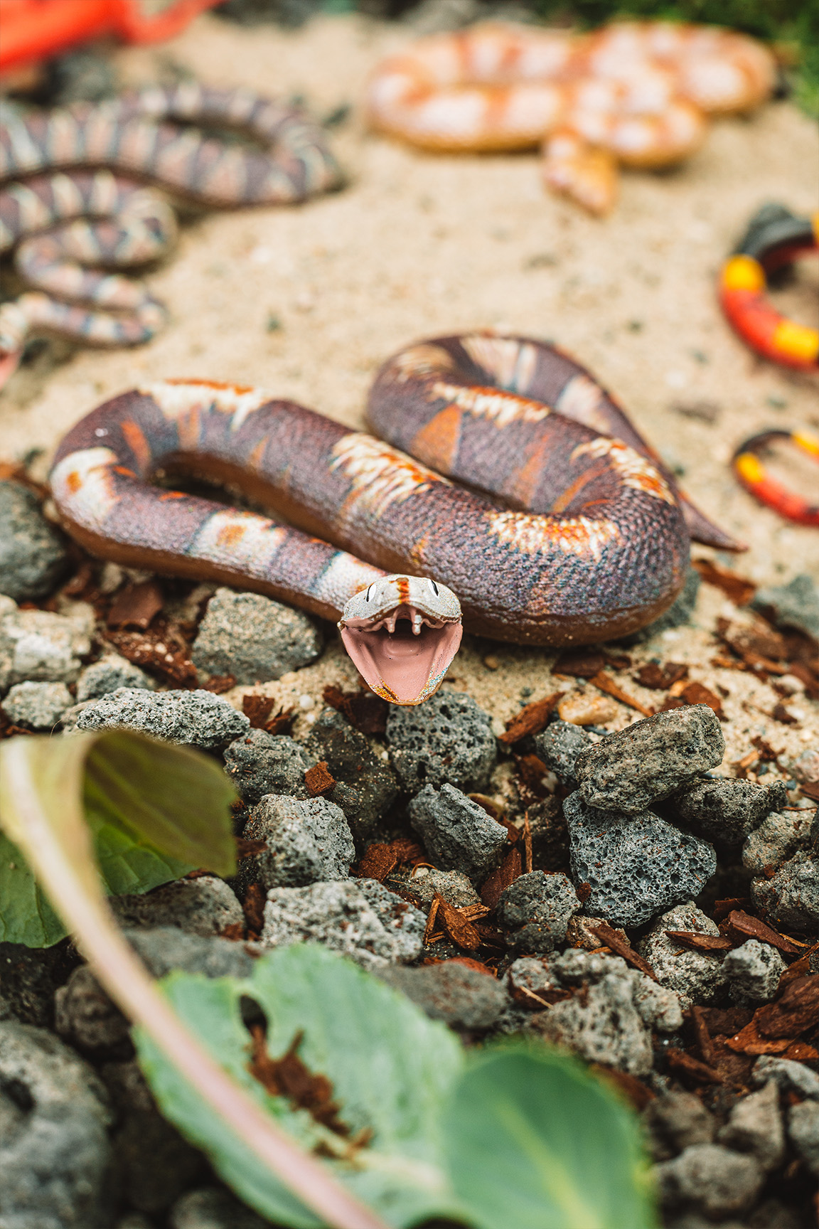 Östliche Gabunviper - Bitis gabonica