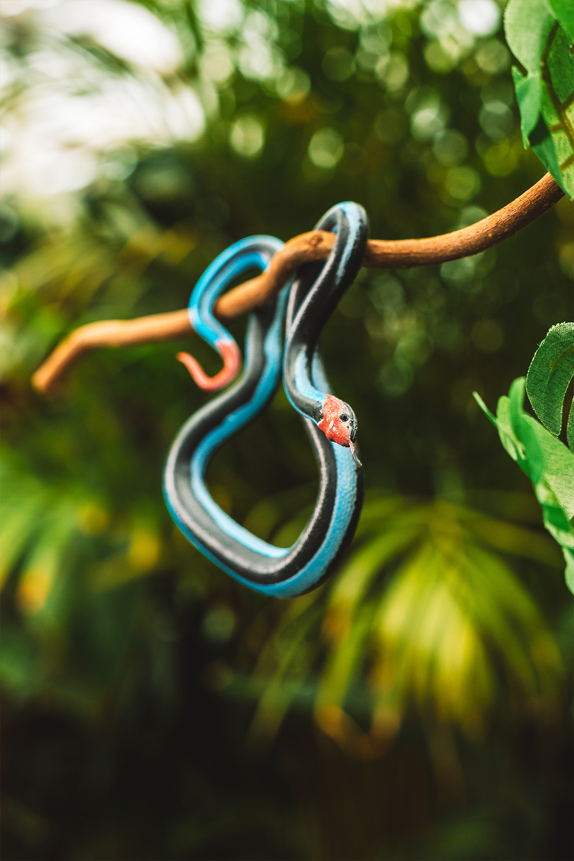 Blaue Bauchdrüsenotter - Calliophis bivirgata