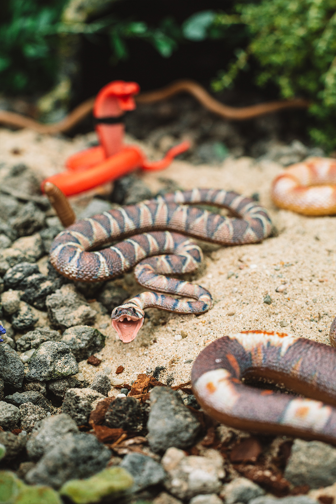 Diamant-Klapperschlange - Crotalus adamanteus