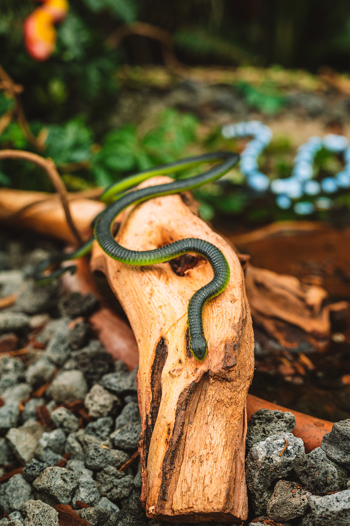 Boomslang - Dispholidus typus