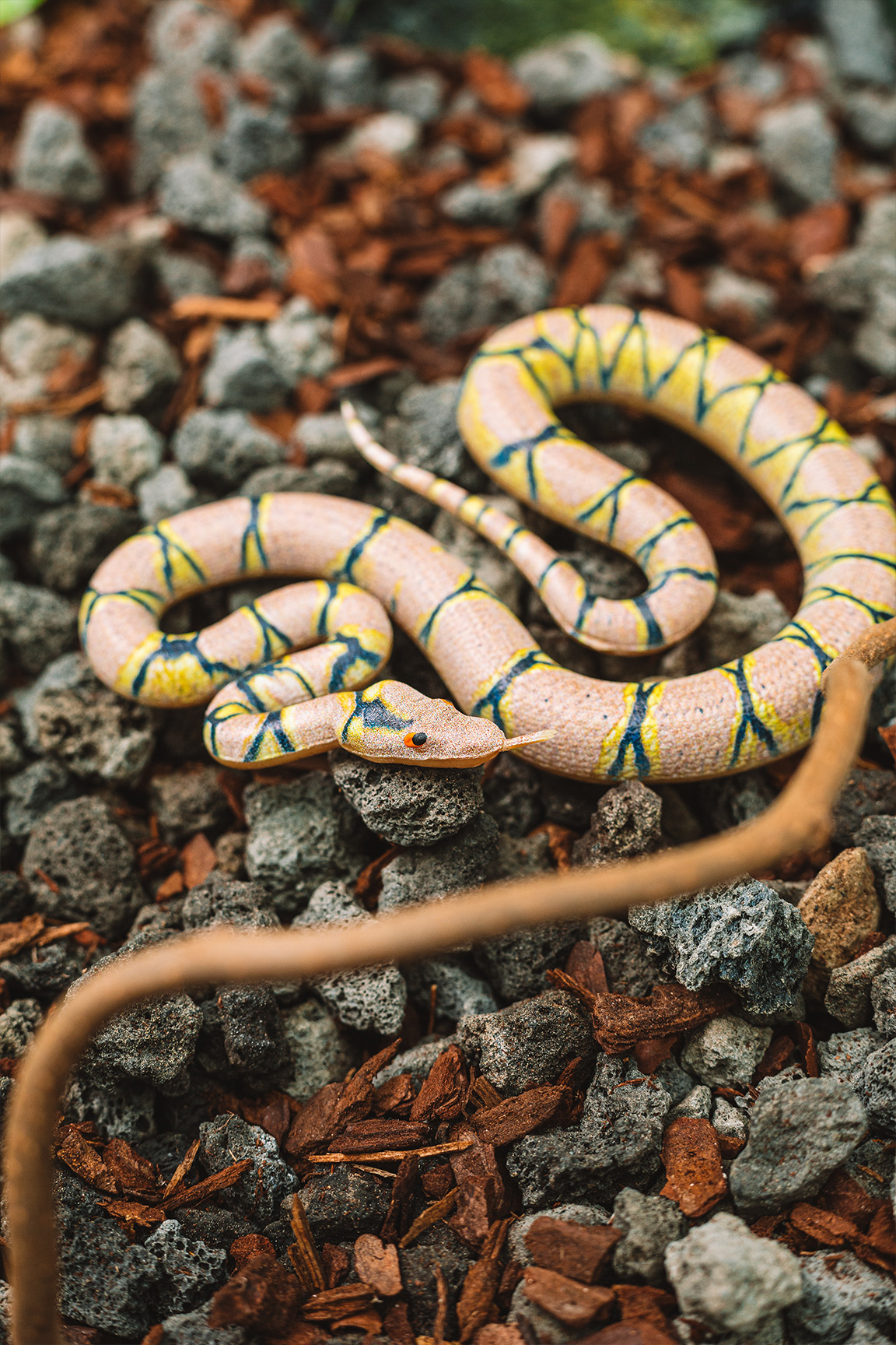 Netzpython - Malayopython reticulatus