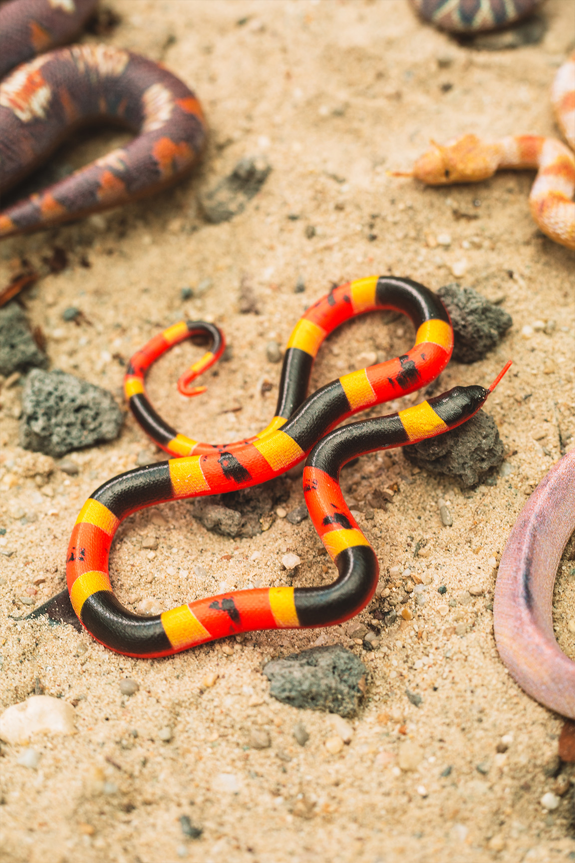 Harlekin-Korallenschlange - Micrurus fulvius