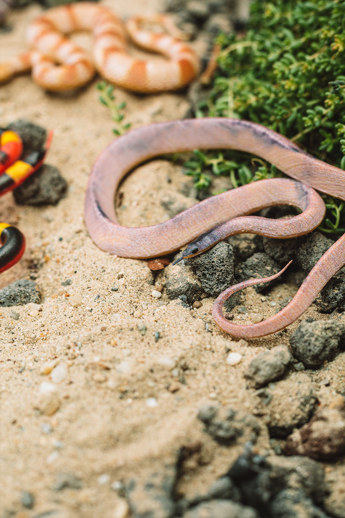 Inlandtaipan - Oxyuranus microlepidotus