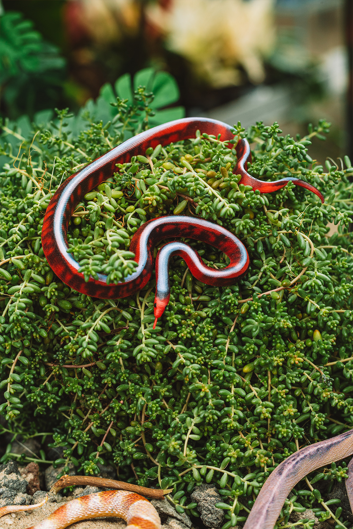 San-Francisco-Strumpfbandnatter - Thamnophis sirtalis tetrataenia