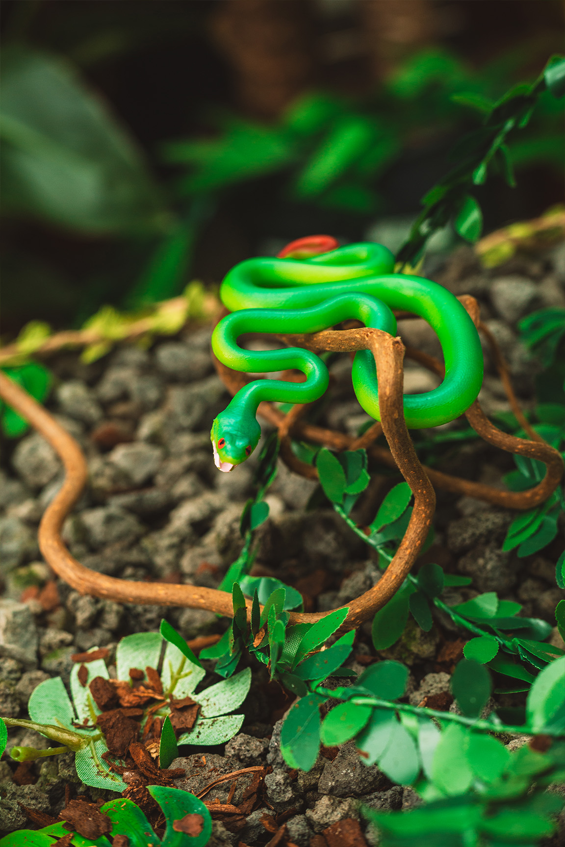 Insel-Bambusotter - Trimeresurus insularis