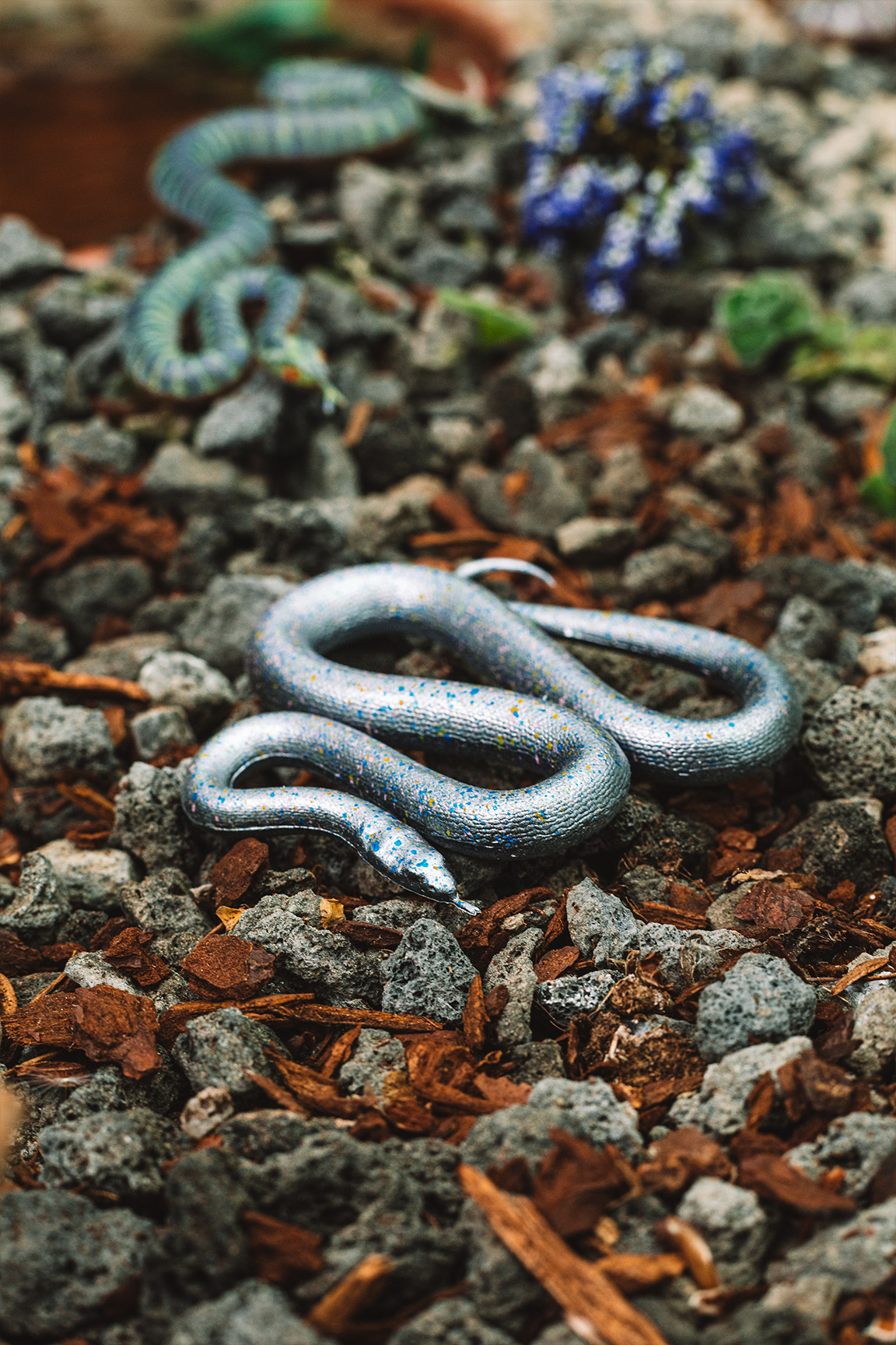 Regenbogen-Schlange - Xenopeltis unicolor