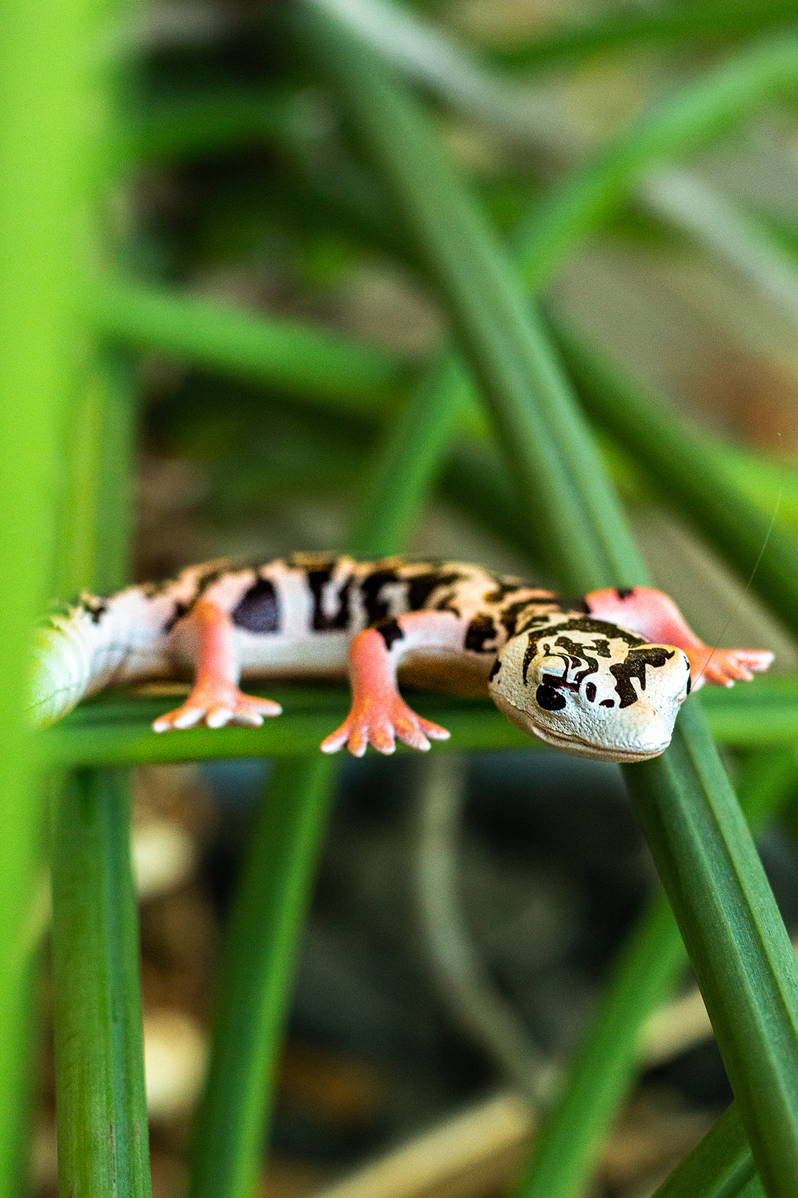 Afrikanischer Krallengecko - Hemitheconyx caudicinctus