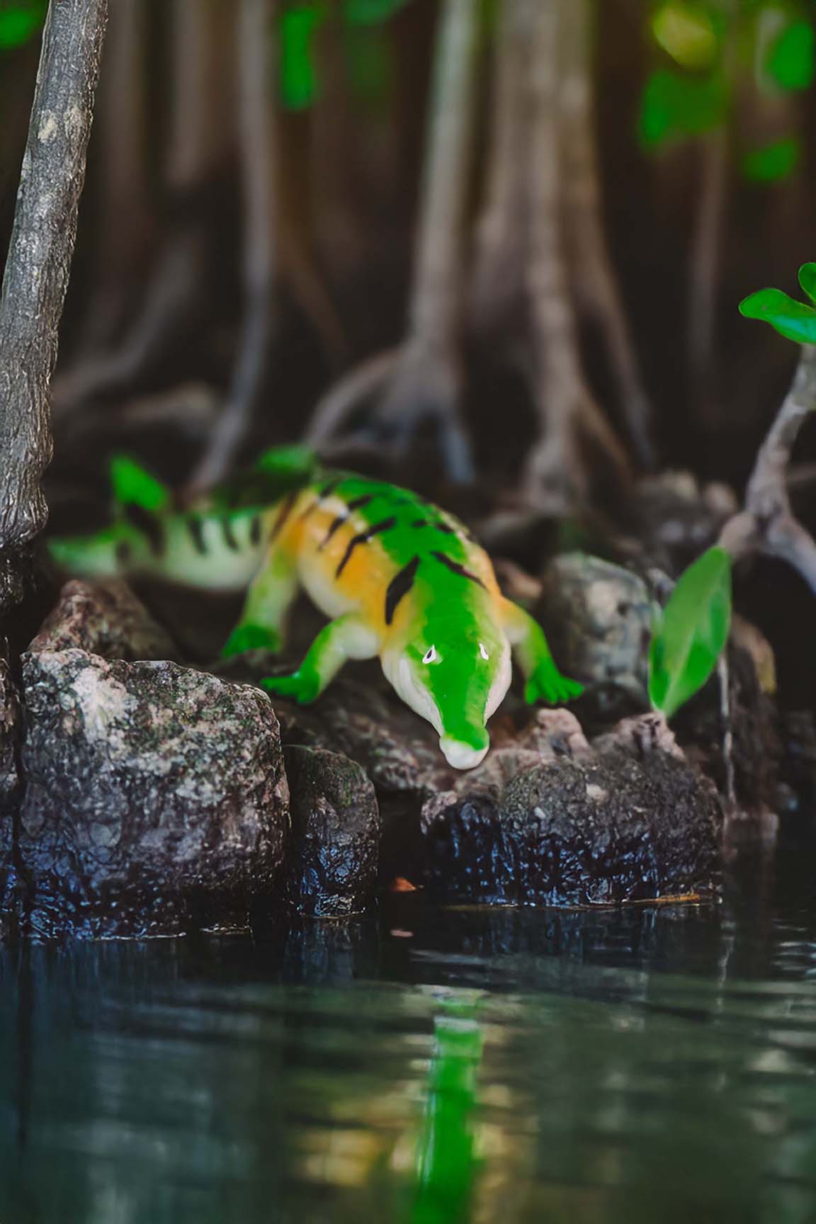 Australien-Krokodil - Crocodylus johnstoni