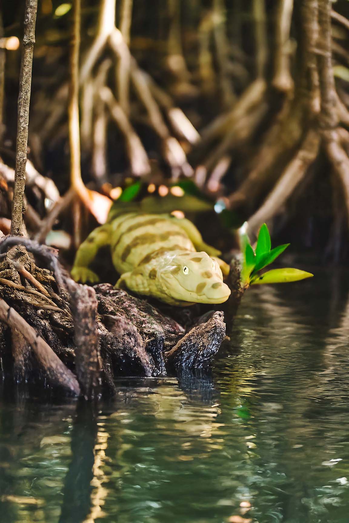 Brillenkaiman - Caiman yacare