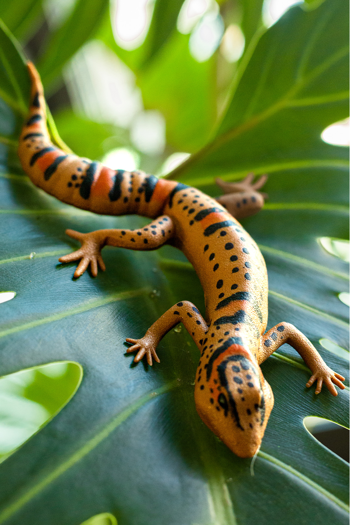 Chinesischer-Hoehlengecko - Goniurosaurus hainanensis