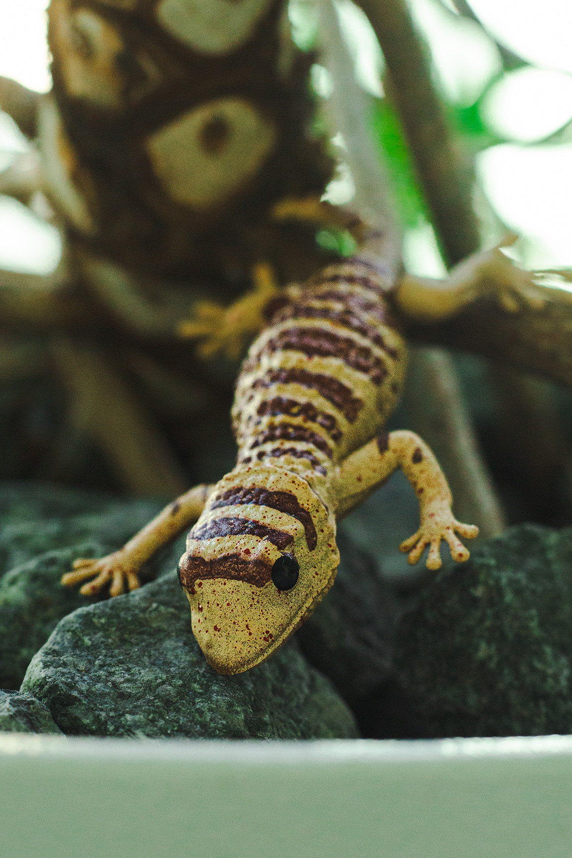 Helmkopfgecko - Tarentola chazaliae