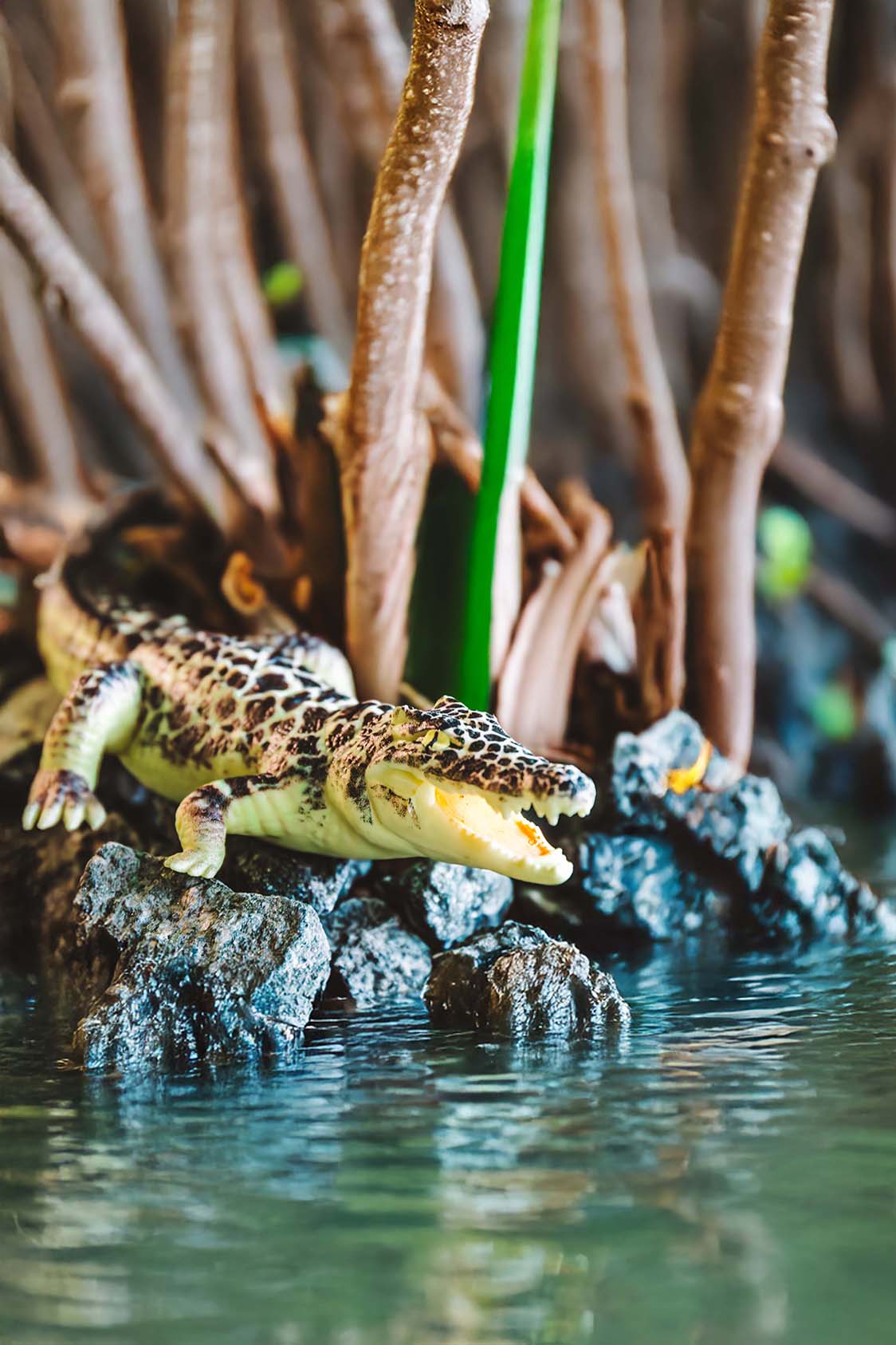 Kubakrokodil - Crocodylus rhombifer