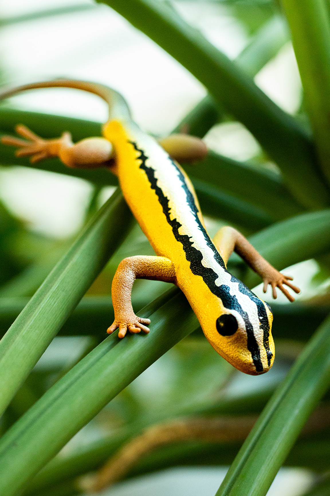 Laengsgestreifter Zwerggecko - Gonatodes vittatus