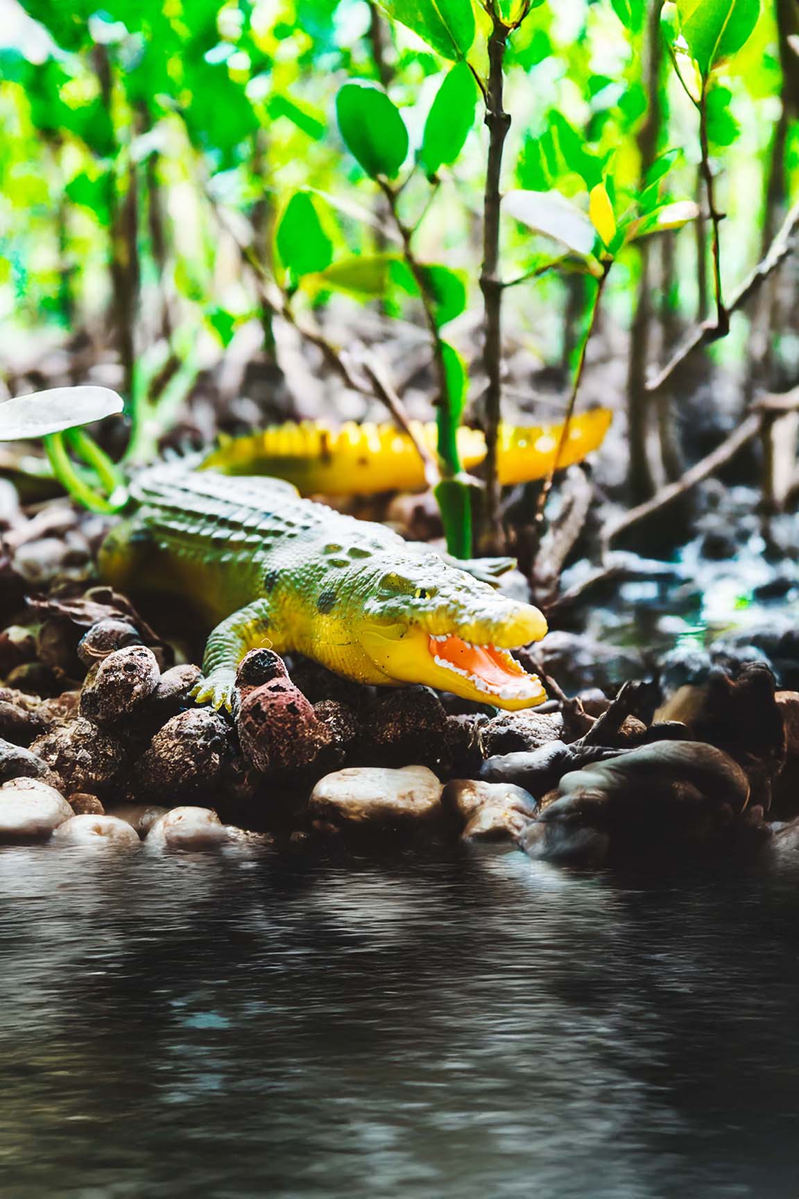 Leistenkrokodil - Crocodylus porosus