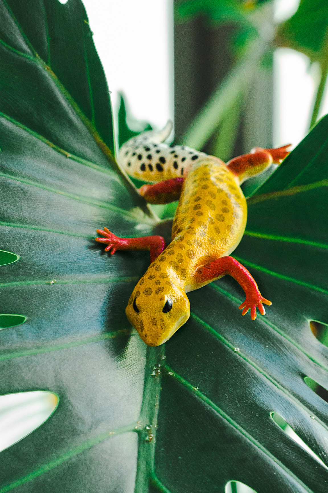 Leopardgecko - Eublepharis macularius