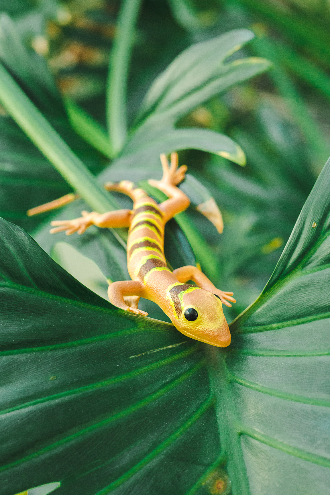 Malayischer Bogenfingergecko - Cyrtodactylus pulchellus