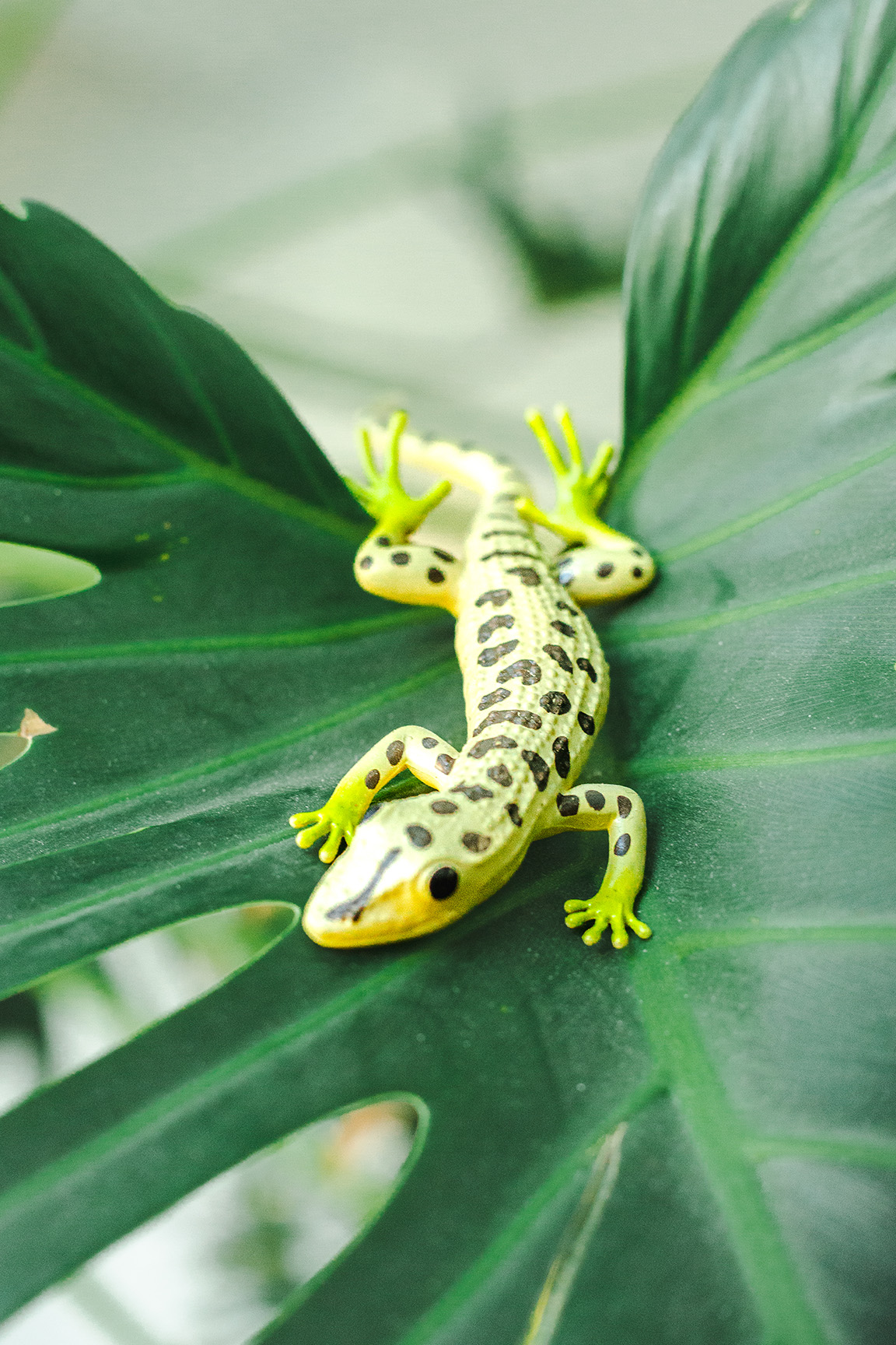 Mauergecko - Tarentola mauritanica