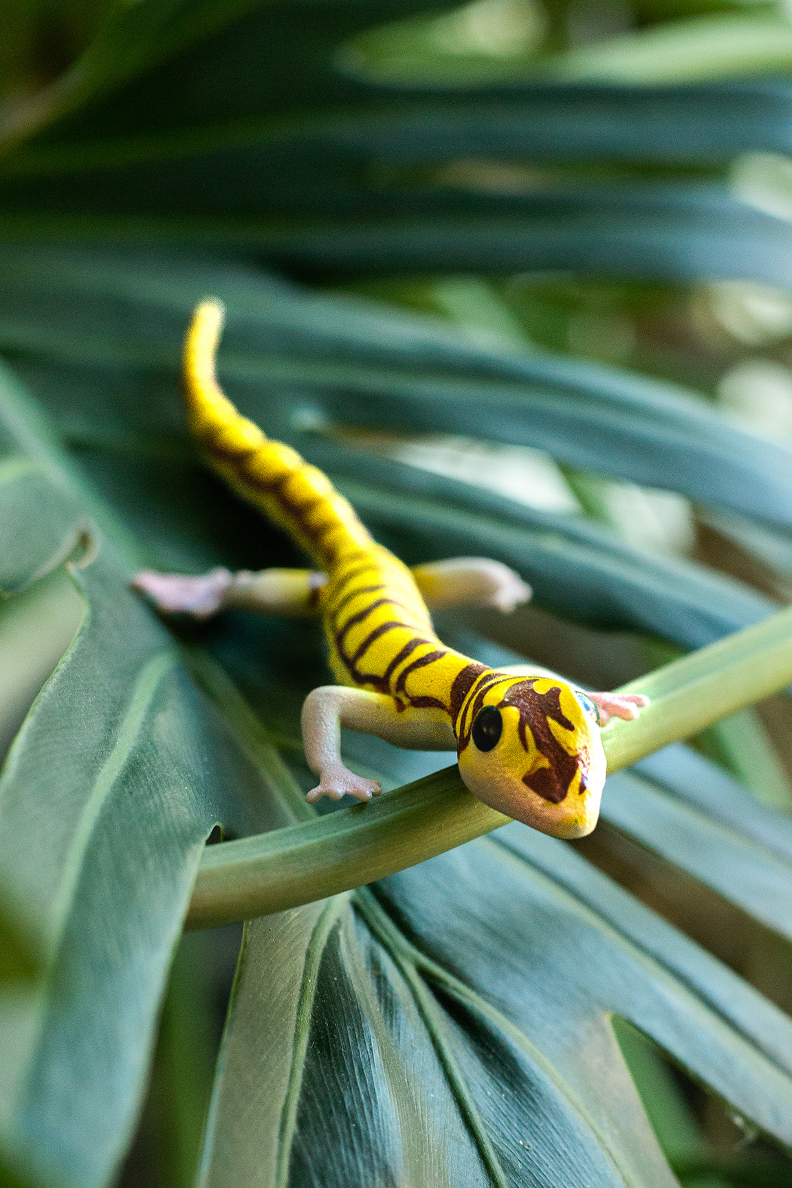 Namibgecko - Pachydactylus rangei