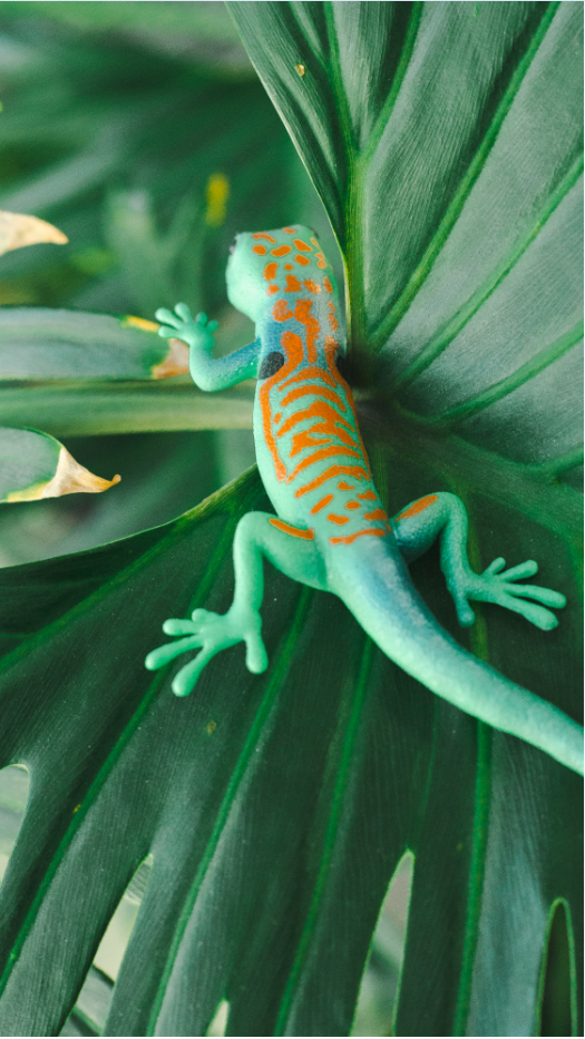 Pfauenaugen-Taggecko - Phelsuma quadriocellata