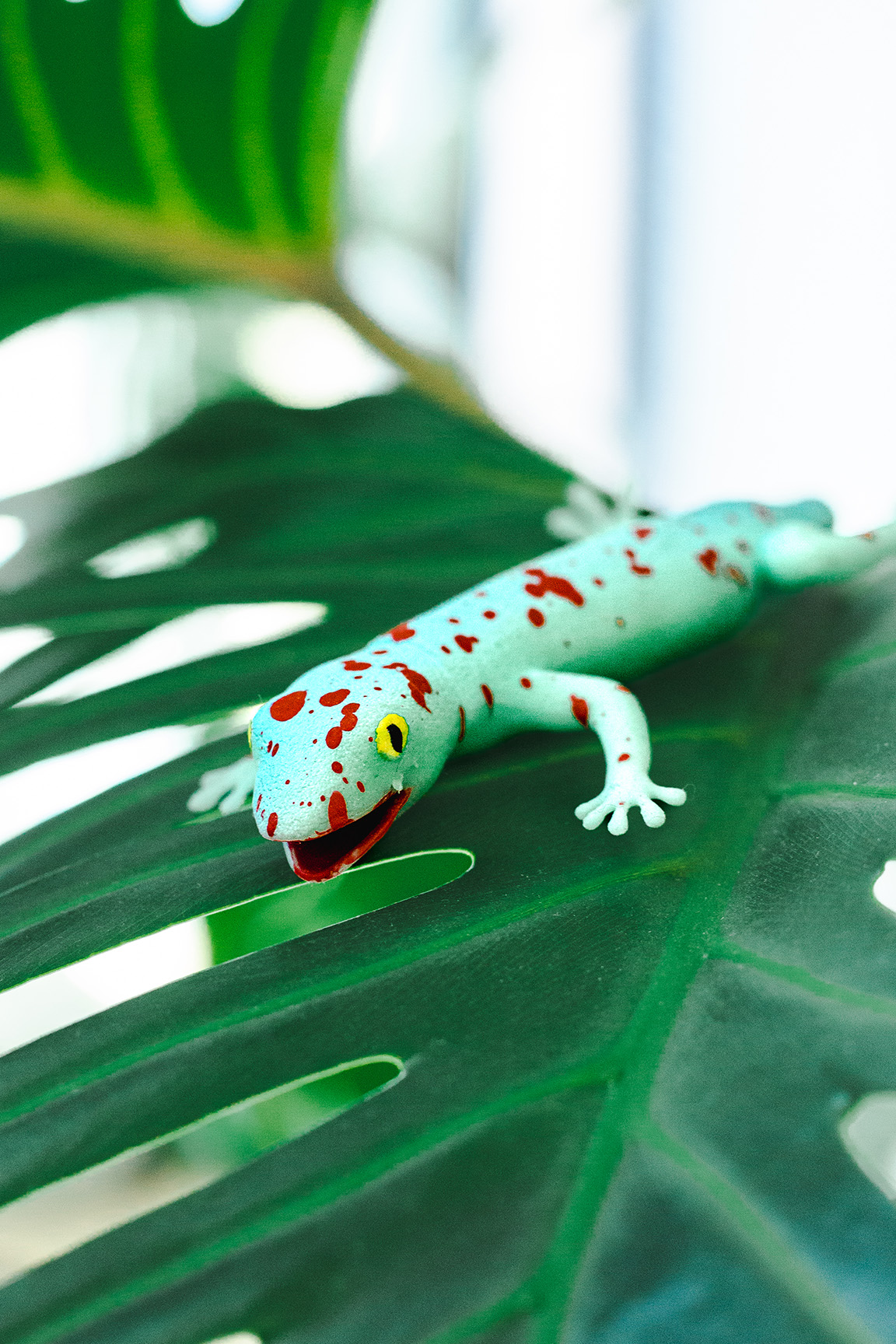 Tokeh - Gekko gecko