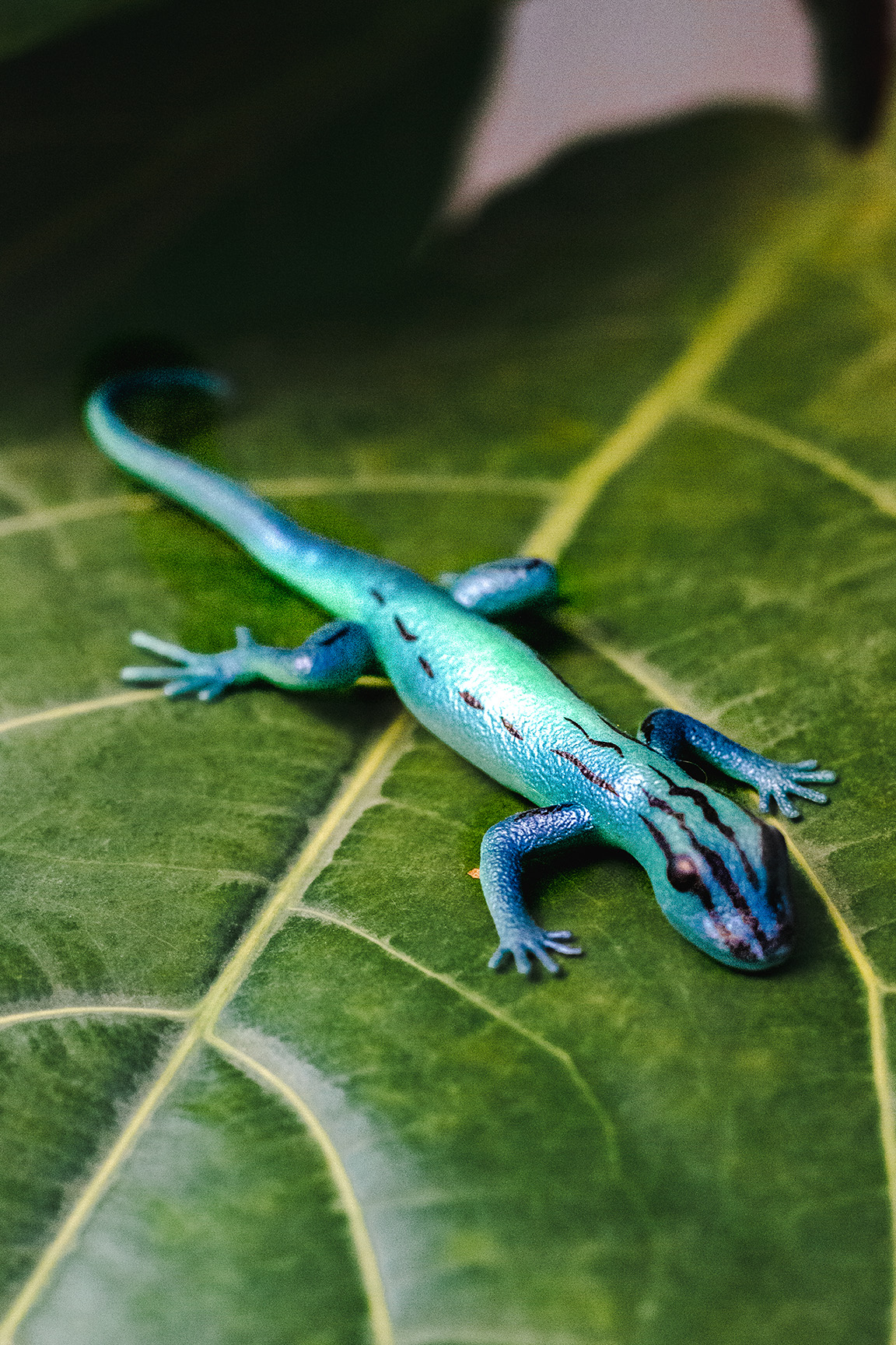 Tuerkis-Zwerggecko - Lygodactylus williamsi