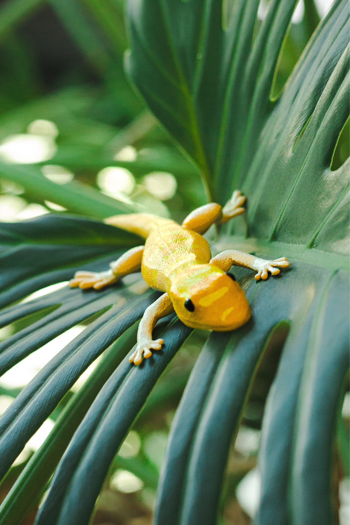 Vietnam-Goldgecko - Gekko badenii