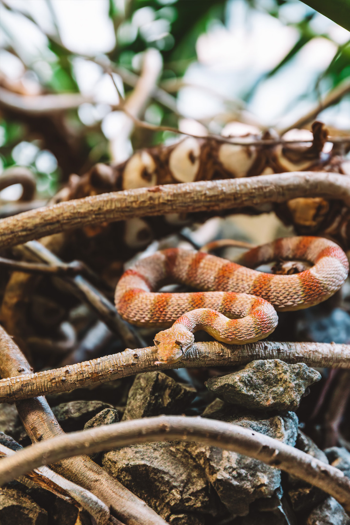 Wüsten-Hornviper - Cerastes cerastes